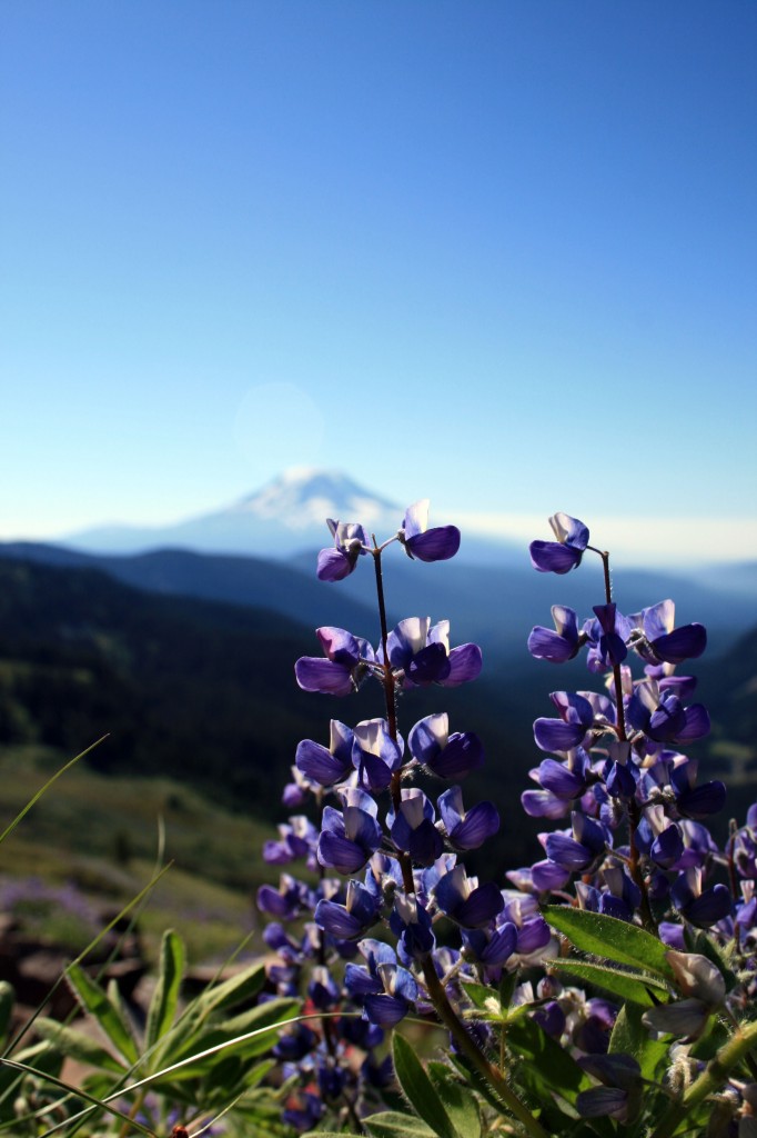 Wildflowers with Mt. Adams in background