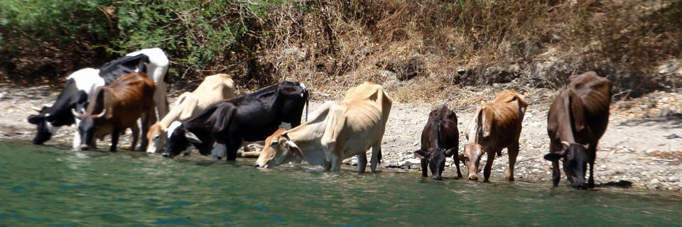 Moo....cows at Laguna de Apoyo