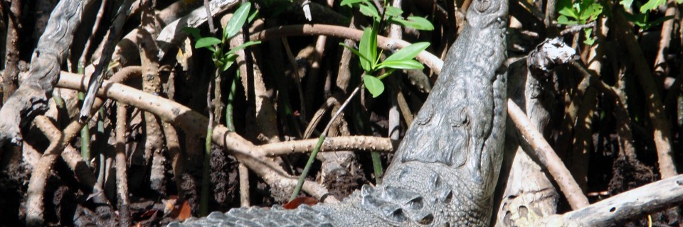 Crocodile Sian Kaan Biosphere