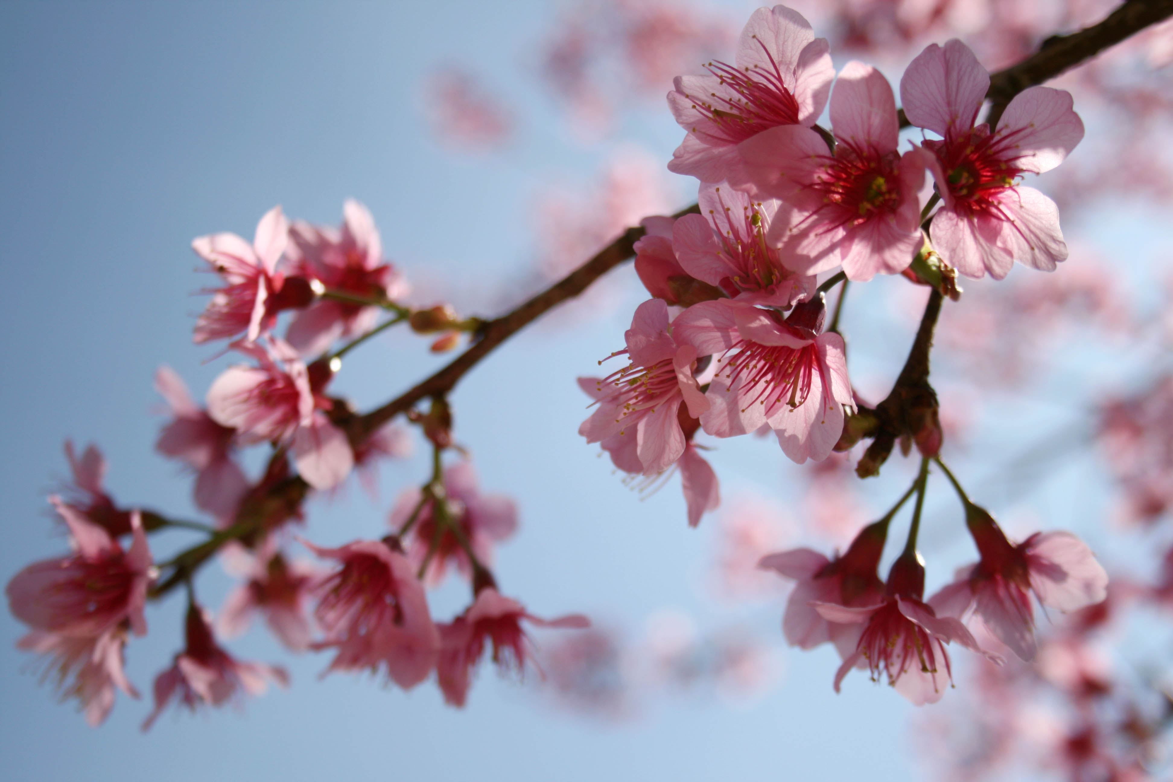 doi_suthep_coffee_break_cherry blossoms