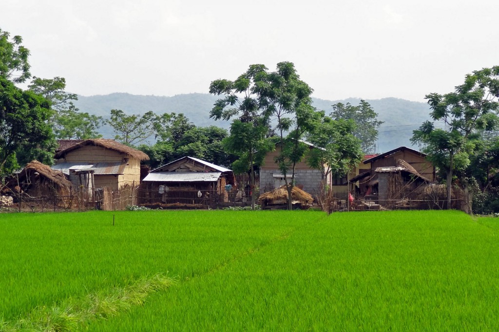 Nepal Chitwan Rice Paddy