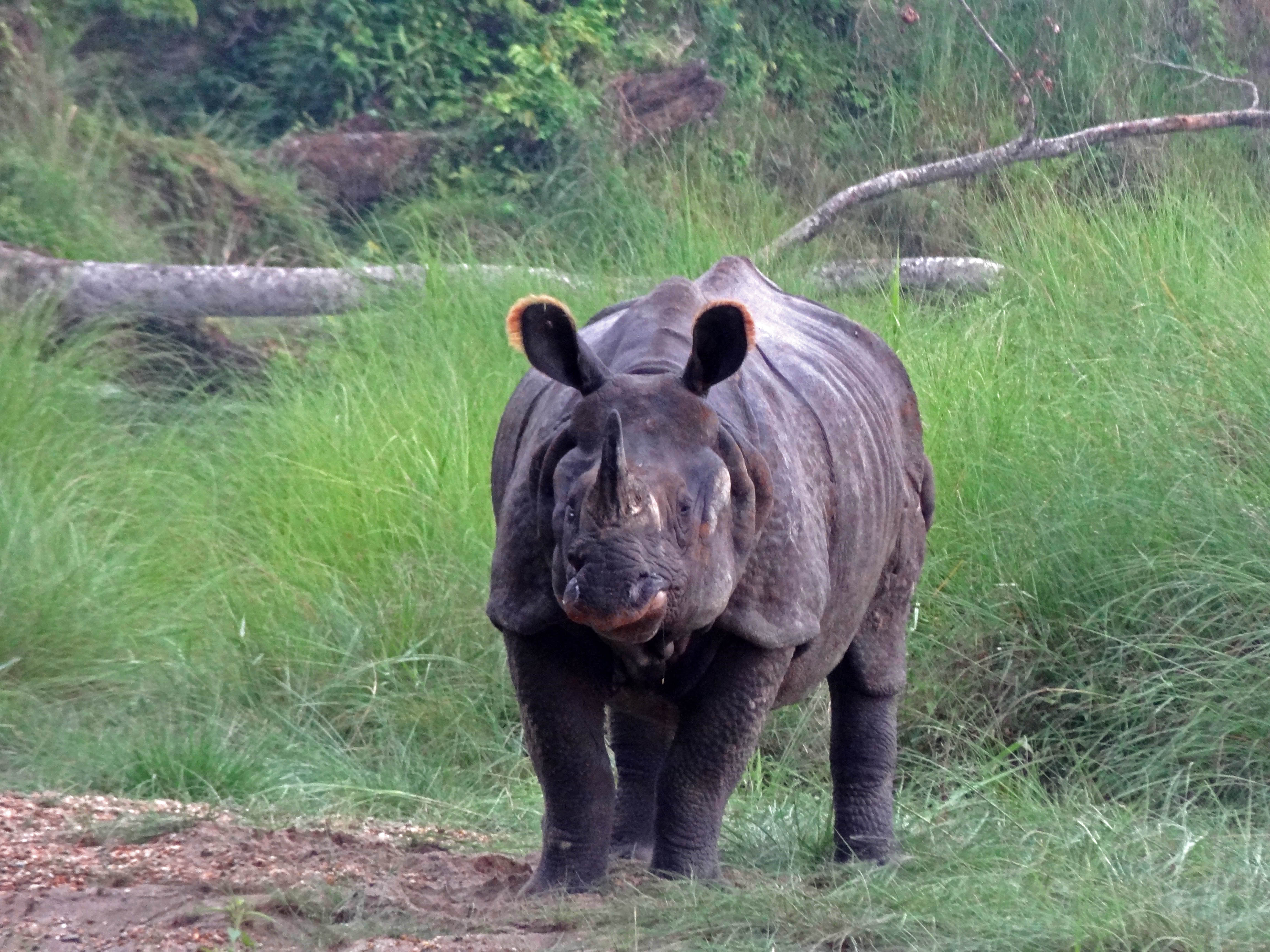 Rhino Chitwan NP