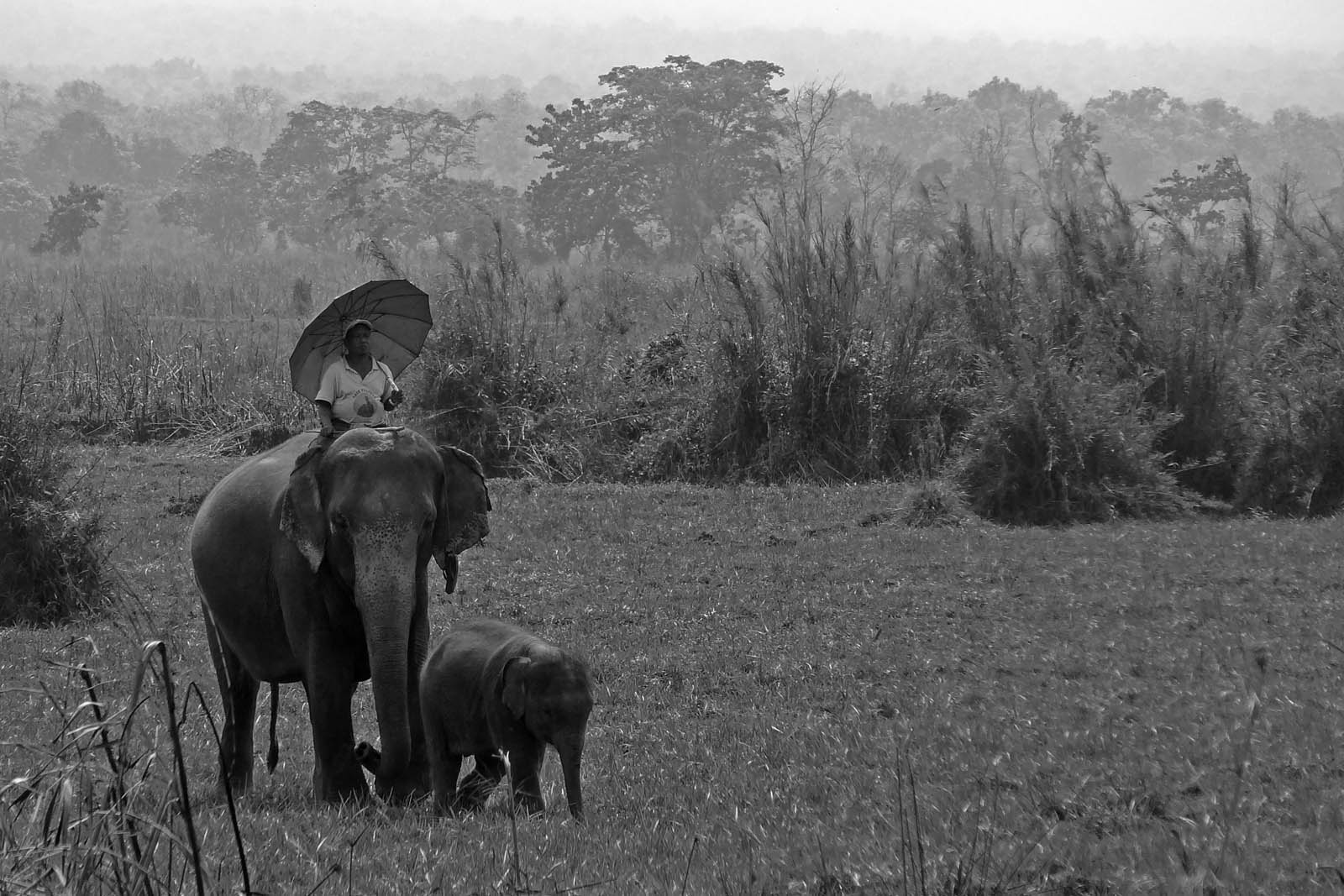 Chitwan Elephants