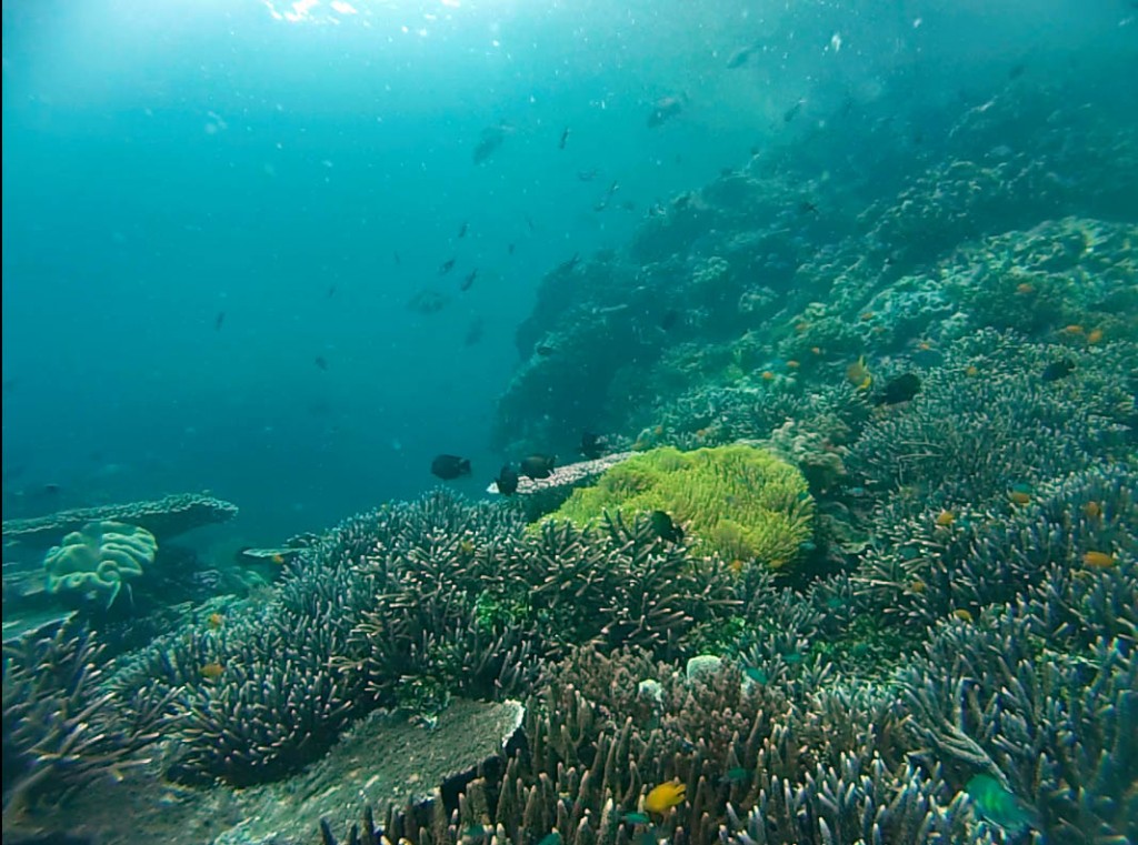 raja ampat coral reef