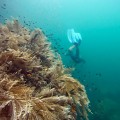 Free-diving Raja Ampat