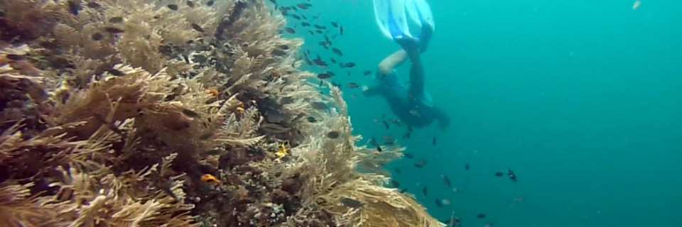 Free-diving Raja Ampat