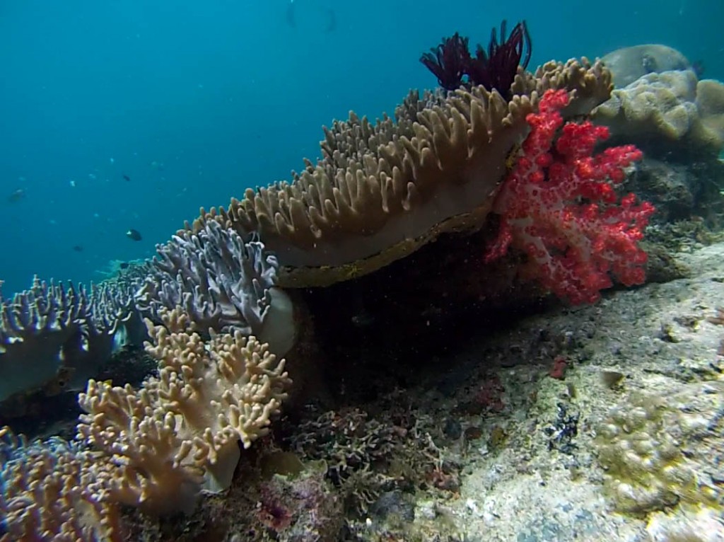 Raja Ampat Soft Corals