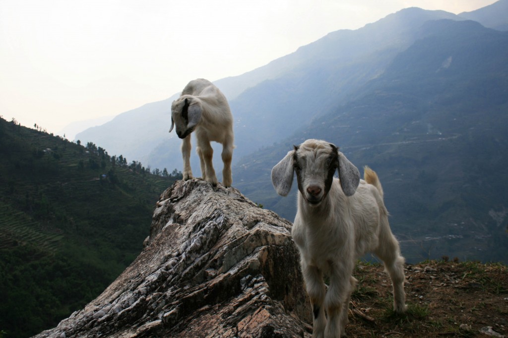 Goats Annapurna Sanctuary