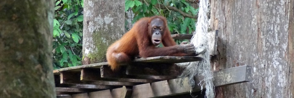 Malaysia_Sepilok_Orangutan-7