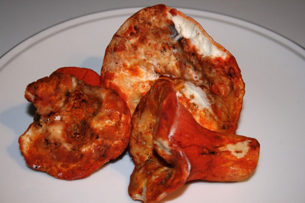 pacific-northwest-lobster-mushrooms